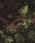 Fidelia Bridges Bird's Nest and Ferns oil painting